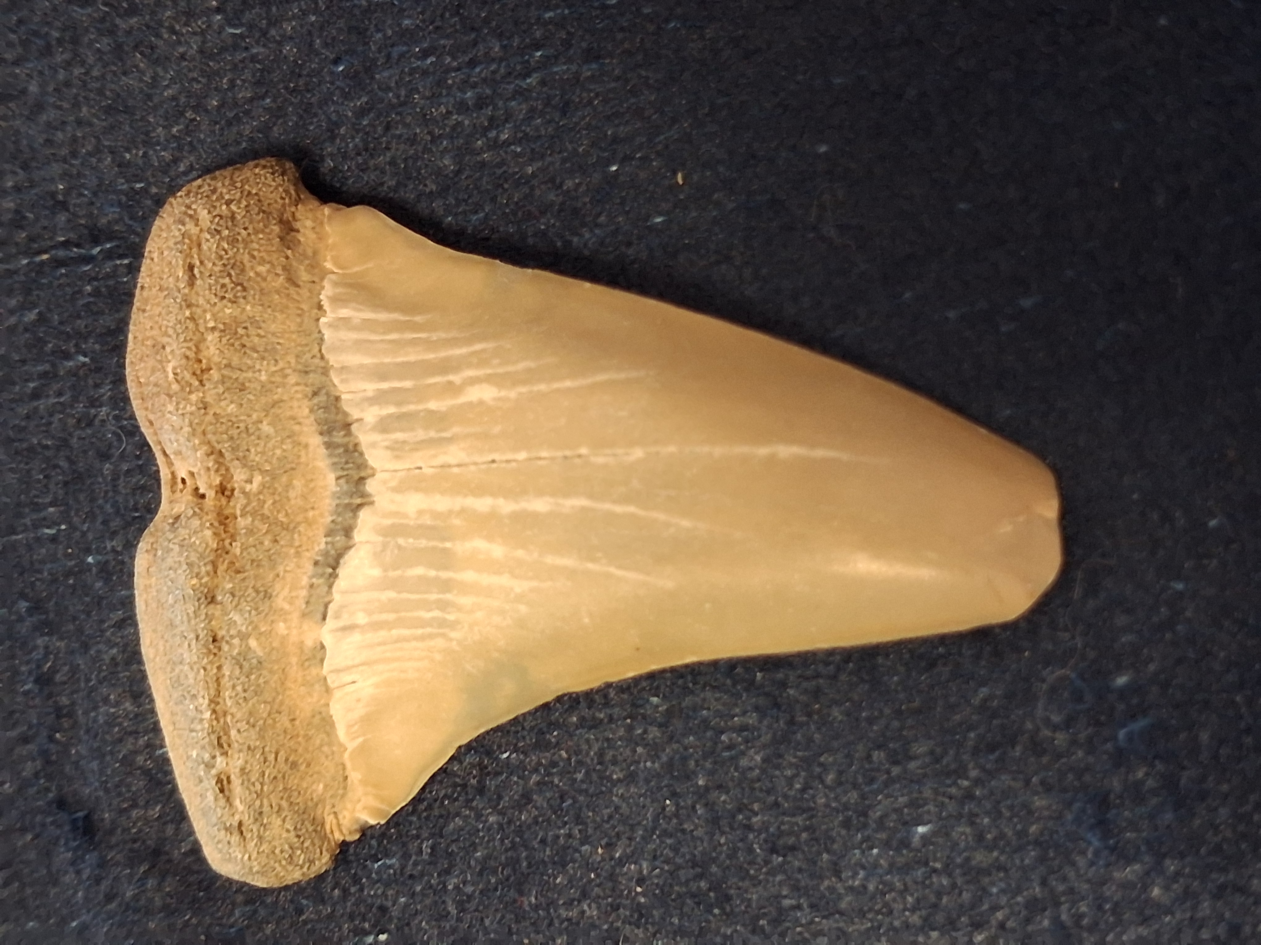 Fossilized Otodus obliquus Fossil Shark Tooth 2" Specimen