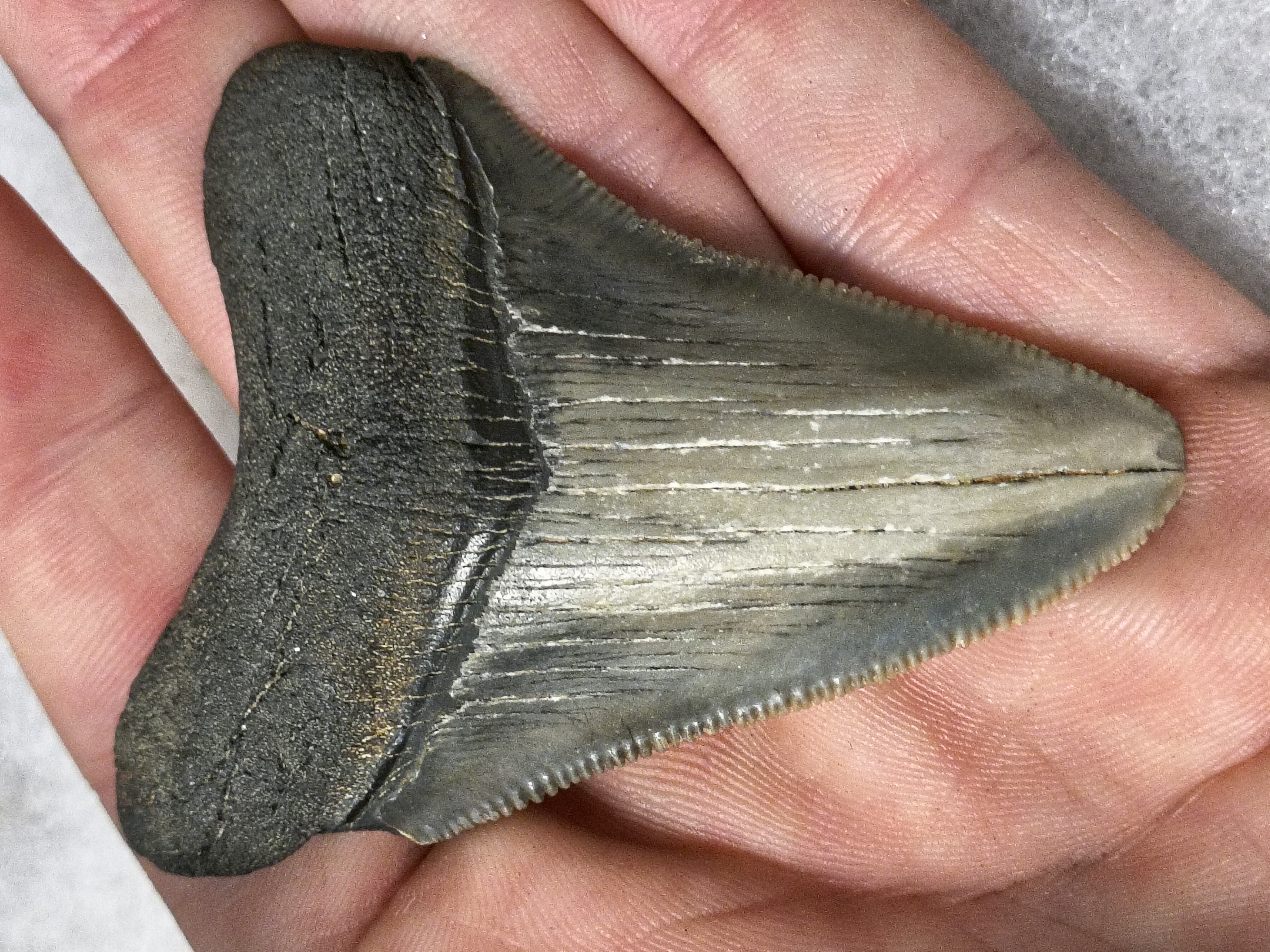 Fossilized Megalodon Shark Tooth Otodus megalodon 2.75"