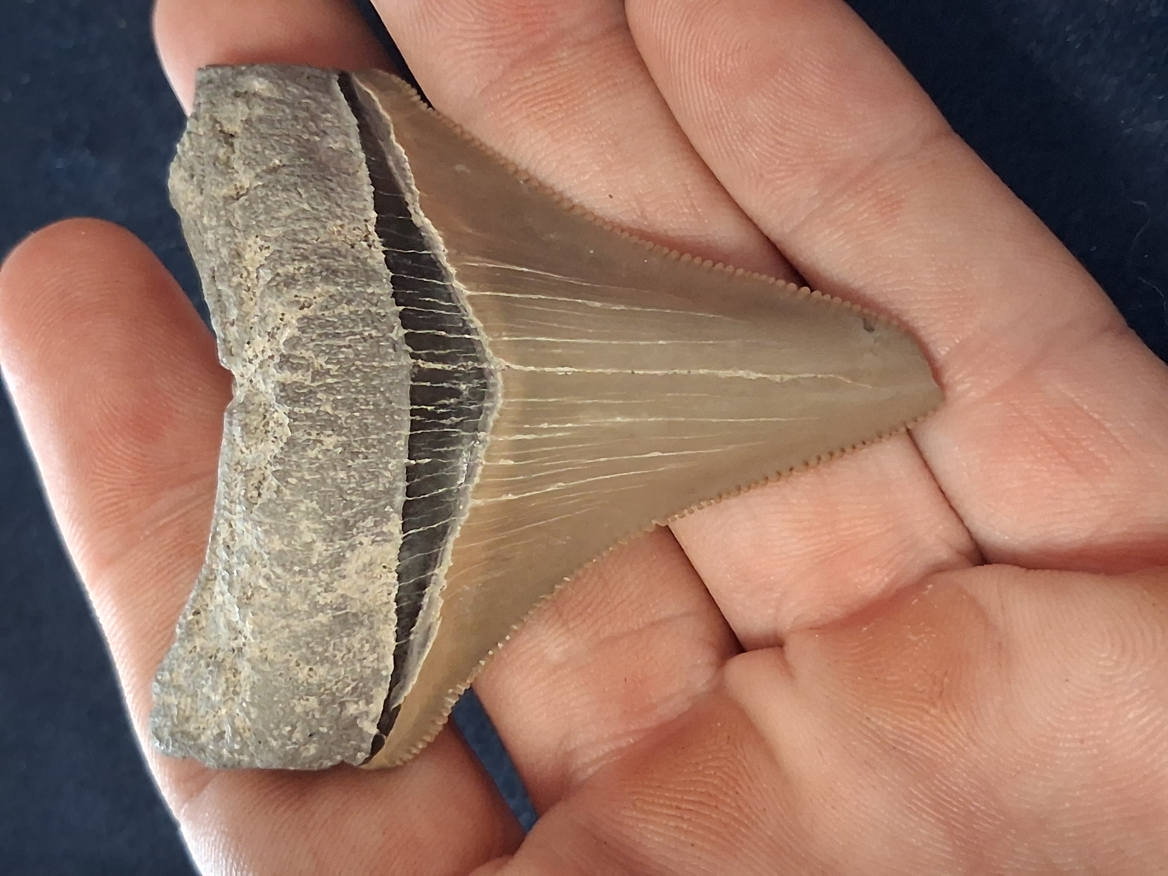 Fossilized Megalodon Shark Tooth Otodus megalodon 2.25"