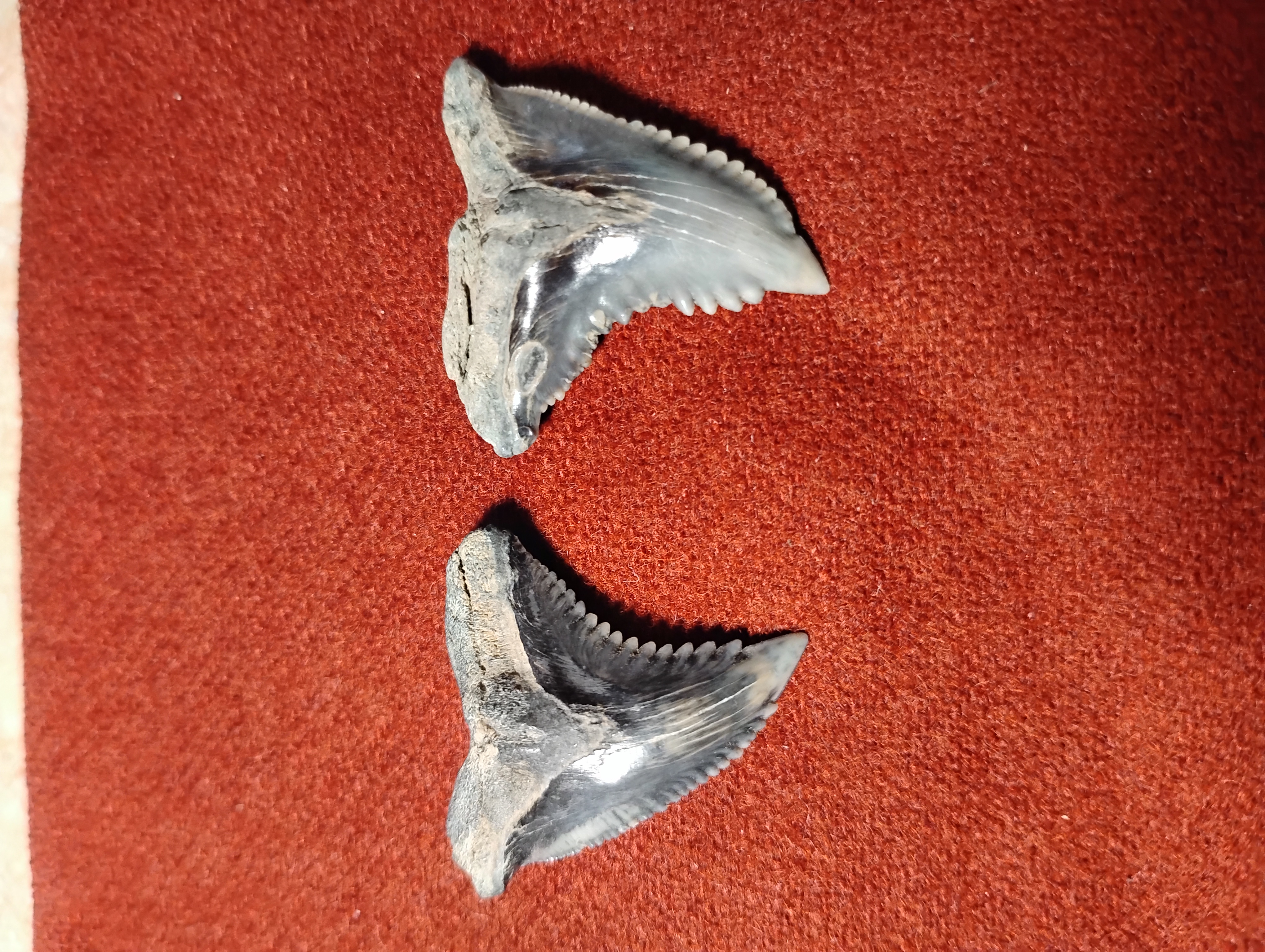 Fossilized Snaggletooth Shark Teeth Hemipristis serra 1.5"