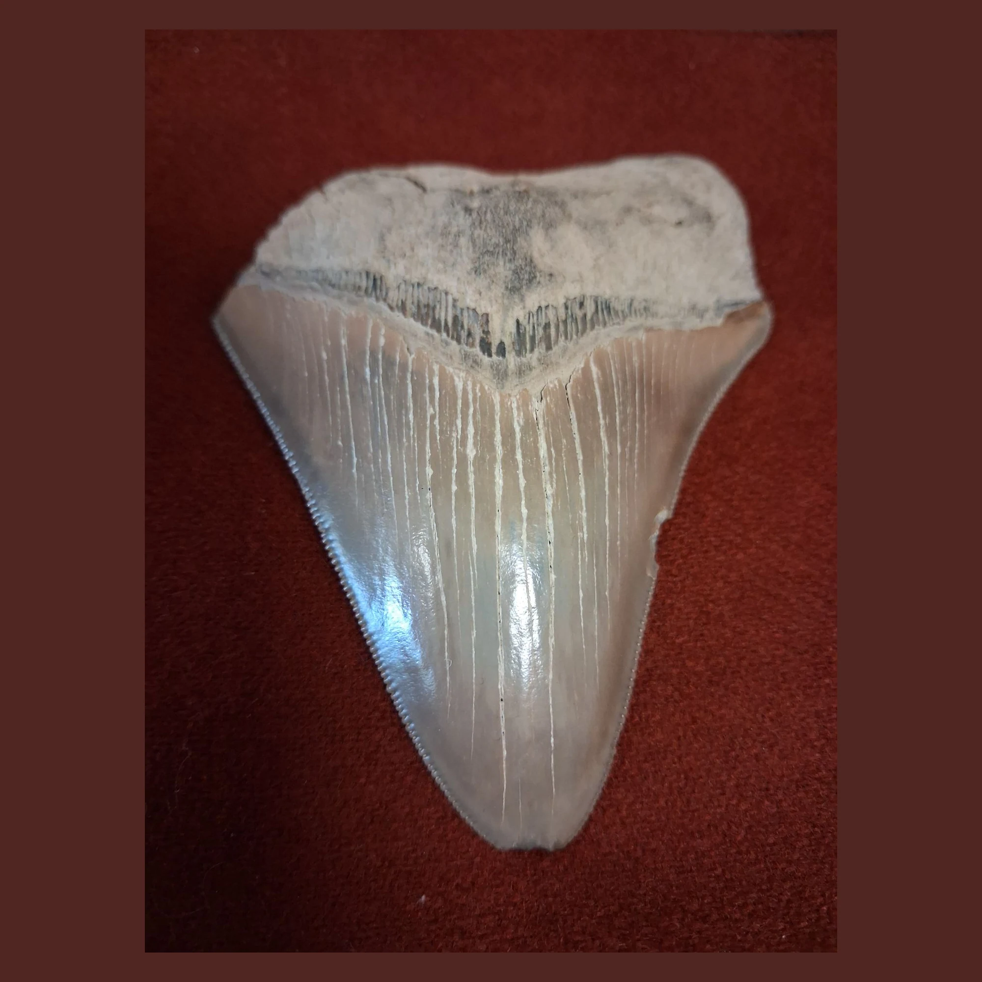 Fossilized Megaladon Shark Tooth 3.25 inches