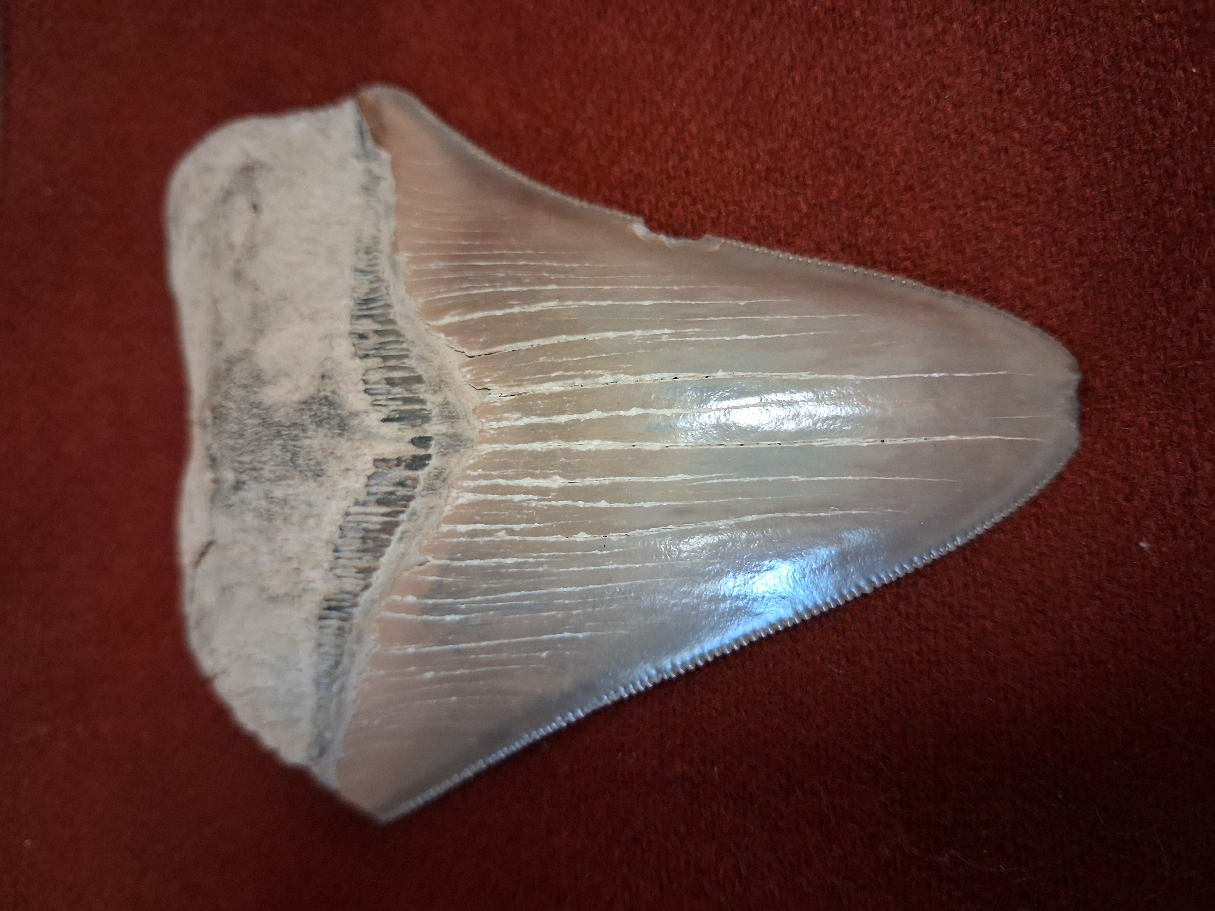 Fossilized Megaladon Shark Tooth 3.25 inches photo 1